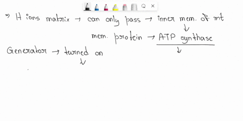hydrogen-ions-in-the-mitochondria-are-used-to-power-the-conversion-of-adp-to-atp-why-is-this-necessary-23424