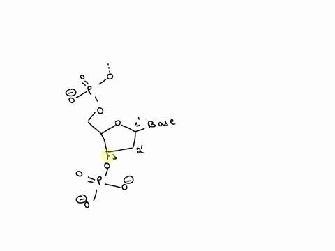 shows-the-deoxyribose-sugars-and-the-phosphate-groups-that-connect-dna-nucleotides-along-strand-the-tne-image-below-directions-of-dna-strands-are-named-for-ends-associated-with-deoxyribose-c-60638