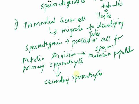 trace-the-path-of-sperm-from-development-to-exiting-the-body-trace-the-path-an-oocyte-would-travel-from-develop-to-exiting-the-body-name-the-glands-that-contribute-to-semen-and-what-they-act-34454