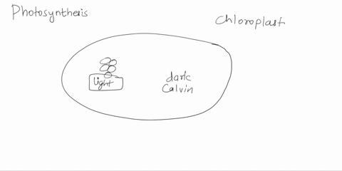 saveu-appropriate-parts-of-the-photosynthetic-reactions-in-chloroplast-he-hzo-nadph-adp-p-liyht-reaclions-coz-solar-erlergy-nadp-sttoma-thylakoi-memnbtane-chjo-cahan-gyde-ruuctcts-prey-nex-y-86553