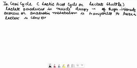 lactate-tormed-in-muscles-can-be-utilized-through-coris-cycle-glucose-alanine-cycle-rapoport-luebeling-cycle-citric-acid-cycle-whenever-the-cells-atp-supply-is-depleted-which-of-the-followin-09822