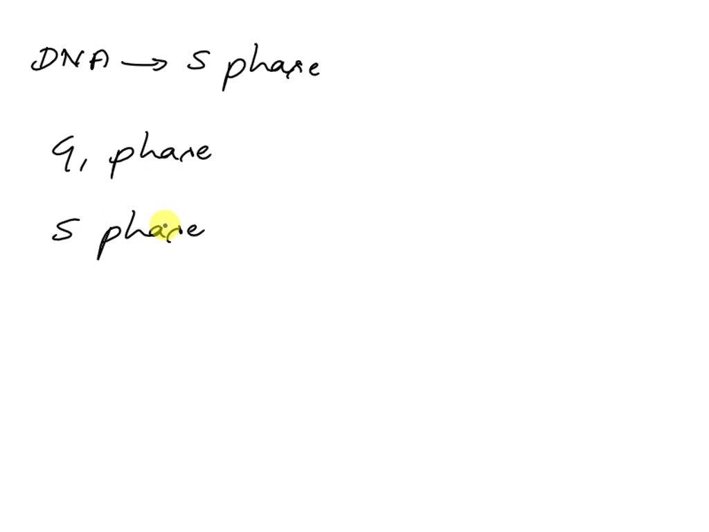 SOLVED Which part of the cell life cycle does DNA replication take
