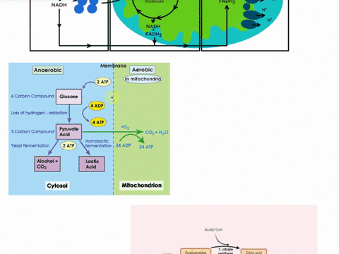 cellular-respiration-jiconycomer-com-pegns-witn-glycolysis-pyruvate-fermentation-oxygen-kreb-5-cycle-glucose-ethanol-acetyl-coa-mitochondrial-matrix-lactic-acid-mitoch-ondrial-christae-carbo-13702