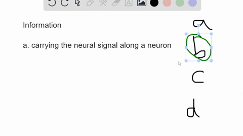 the-conversion-of-physical-into-neural-information-is-called-a-conduction-b-transduction-c-perceptio-90527