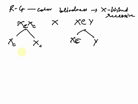 in-humans-red-green-color-blindness-is-inherited-as-an-x-linked-recessive-if-a-color-blind-woman-marries-a-man-with-a-normal-vision-what-will-be-the-expected-phenotypes-of-their-children-wit-88505