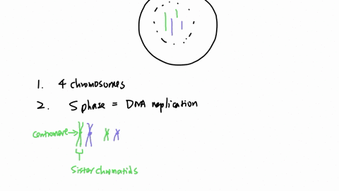 drawing-mitosis-consider-the-animal-cell-below-the-dotted-line-denotes-the-nuclear-envelope-the-solid-line-is-the-plasma-membrane-the-green-chromosomes-are-paternal-from-your-father-and-the-40107