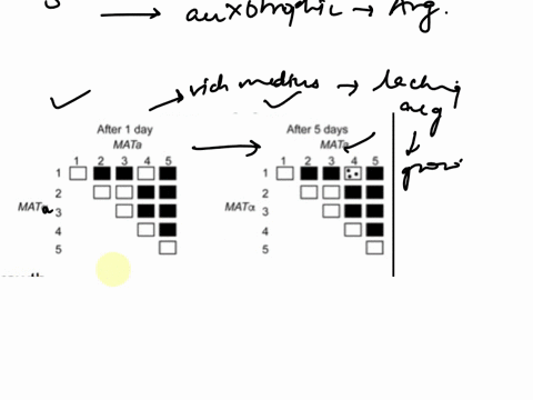 p41_-a-yeast-geneticist-isolated-five-mutants-that-are-auxotrophic-for-arginine-she-introduced-the-mutations-indicated-1-2-3-4-and-5-into-haploid-mata-and-mata-strains-crossed-them-to-make-d-28087