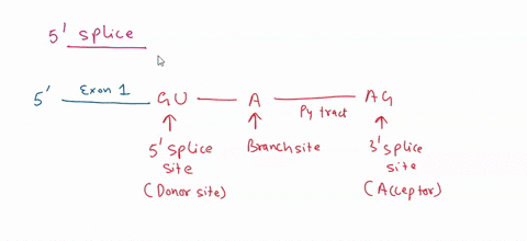 1-which-of-the-nucleotides-that-make-up-the-recognition-sequence-at-the-5-splice-junction-are-in-the-exon-and-which-are-in-the-intron-the-denotes-the-border-between-the-exon-on-the-left-and-91828