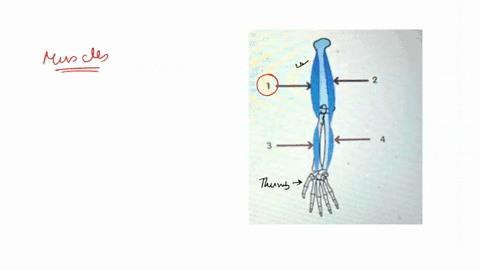 look-at-the-diagram-what-is-the-name-of-muscle-1-enter-your-answer-2-4-luestom-look-at-the-diagram-what-is-ihe-name-of-muscle-1-enter-vour-answer-18161