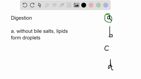 which-of-the-following-statements-about-digestive-processes-is-true-bile-emulsifies-lipids-in-the-small-intestine_-trypsin-and-lipase-in-the-stomach-digest-protein-amylase-maltase-and-lactas-36092