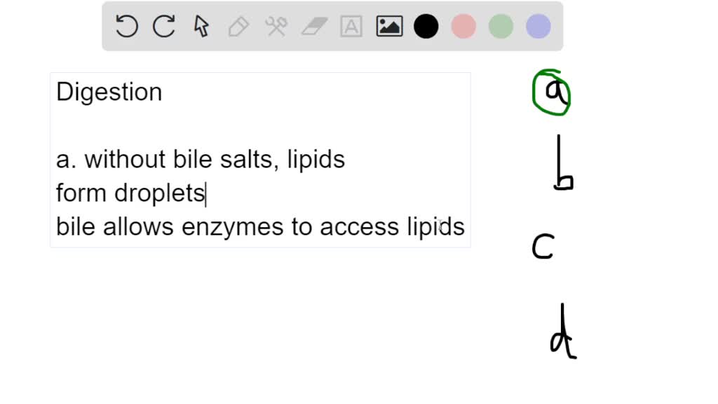 SOLVED: Which of the following statements about digestive processes is ...