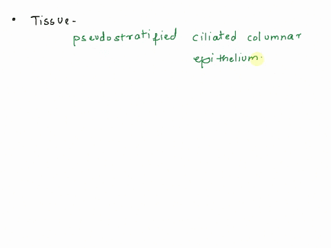 identify-the-type-of-tissue-marked-by-the-yellow-aitow-identify-the-cells-shown-by-the-red-aiows_-3-name-one-location-in-the-body-where-you-can-find-this-tissue-22238