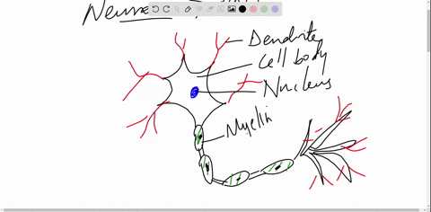 name-the-peripheral-nervous-system-ens-glial-cell-that-forms-myelin-05-points-name-the-ens-glial-cell-that-surrounds-neuron-cell-bodies-in-ganglia-05-points-89649
