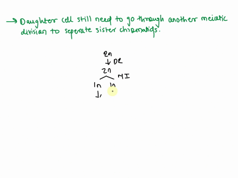 which-statements-correctly-describe-a-cell-after-meiosis-i-check-all-that-apply-daughter-cells-are-gametes-and-ready-for-fertilization-two-daughter-cells-have-been-created-from-one-parent-ce-30895