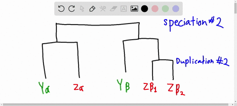an-evolutionary-tree-is-shown-in-the-image-similar-genes-are-represented-by-boxes-the-letters-x-yand-z-represent-different-species-similarly-colored-genes-designate-genes-present-in-the-same-13162