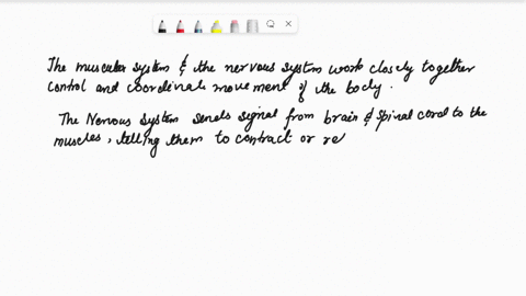 how-does-the-muscular-system-and-the-nervous-system-work-together-23644