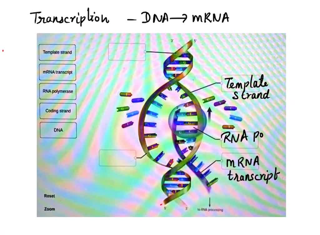 SOLVED: Label the ligure Illustraling transcription: Template strand ...