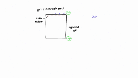 state-what-is-your-main-findings-and-what-you-learned-from-doing-the-gel-electrophoresis-lab-if-your-results-were-not-the-expected-outcome-state-why-this-occurred-and-what-should-have-been-seen-and-wh