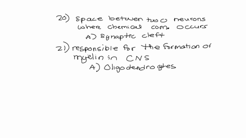 20-what-is-the-space-between-two-neurons-where-chemical-communication-occurs-a-synaptic-cleft-b-node-of-ranvier-c-dendritic-spine-d-axon-hillock-e-none-of-the-above-21-which-of-the-following-is-respon