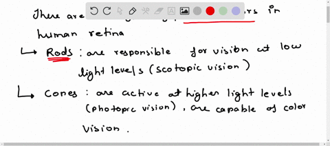 the-photoreceptors-in-the-retina-that-are-responsible-for-peripheral-vision-and-vision-in-dim-ligh-2-57053