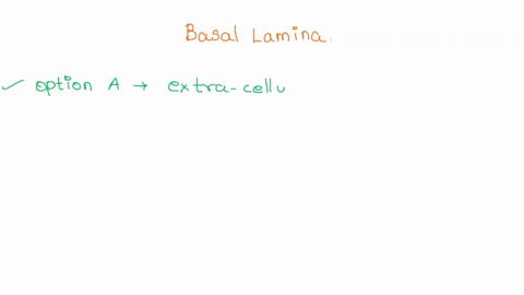 the-basement-membrane-basal-lamina-group-of-answer-choices-comprises-specialised-extra-cellular-matrix-proteins-provides-a-semi-permeable-barrier-to-restrict-passage-of-growth-factors-is-a-l-42625