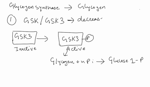glycogen-synthase-catalyzes-glycogen-synthesis-determine-whether-each-0f-the-following-associaled-with-an-increase-or-decrease-in-glycogen-synthase-activity-note-if-wu-answer-this-question-i-23253