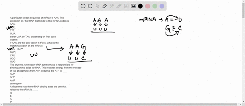 a-particular-codon-sequence-of-mrna-is-aaa-the-anticodon-on-the-trna-that-binds-to-the-mrna-codon-is-aaa-uuu-ttt-uua-either-uaa-or-taa-depending-on-first-base-wobble-if-aag-are-the-anti-codo-31975