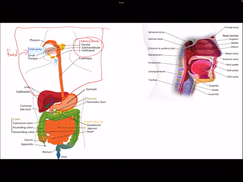 question-5-2-points-in-the-human-digestive-system-which-is-true-all-types-of-foods-begin-their-enzymatic-digestion-in-the-mouth-after-leaving-the-oral-cavity-the-bolus-enters-the-larynx-the-00941