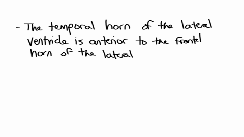 which-structure-is-located-anterior-to-the-other-select-all-that-apply-the-temporal-horn-of-the-lateral-ventricle-is-anterior-to-the-frontal-horn-of-the-lateral-ventricle-the-optic-chiasm-is-anterior-