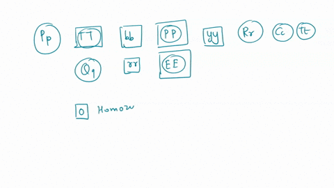 circle-the-genotypes-that-will-express-the-dominate-phenotype-put-a-box-around-the-bomozygotes-pp-tt-bb-pp-yy-rr-cc-tt-qq-ee-cross-two-heterozygous-pea-plants-in-the-punnett-square-below-wha-59696