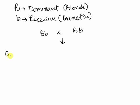 if-blonde-hair-is-dominant-and-designated-as-b-and-brunette-hair-is-recessive-and-designated-as-b-probability-would-predict-that-if-a-couple-each-with-a-bb-hair-color-genotype-had-four-child-69147