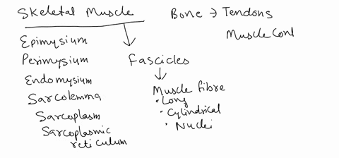 2-monocytes-are-powerful-phagocytes-skeletal-muscle-fibers-do-mechancal-work-goblet-cells-secrete-mucus-in-each-of-these-3-cases-decide-which-cellular-organelles-must-be-present-in-great-abu-45794