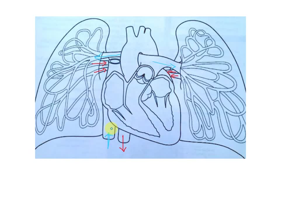 SOLVED Procedure 3 Tracing Blood through the Heart Using Water