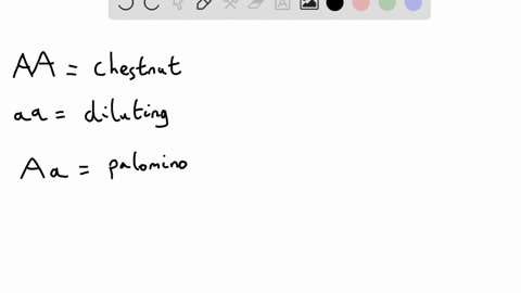 basic-body-color-for-horses-influenced-by-several-genes-one-of-which-has-several-different-alleles-two-of-these-alleles-athe-chestnut-dark-brown-allele-and-diluting-pale-cream-allele-often-i-81224
