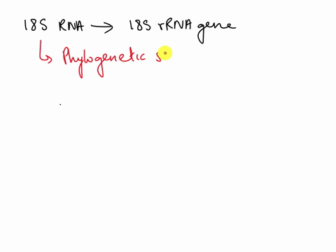 the-nuclear-ribosomal-operon-is-frequently-a-target-for-microbial-identification-in-bacteria-the-small-subunit-also-known-as-16s-is-often-used-in-eukaryotes-the-small-subunit-is-known-as-18s-23831