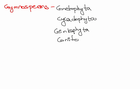1-name-the-four-phyla-within-gymnosperms-jbserve-the-conifer-leaf-how-does-the-needle-like-leaf-benefit-the-conifer-jbserve-the-pine-cones-which-is-wider-male-or-female-pinecones-view-the-sl-94139