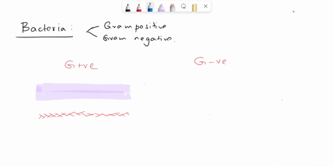 the-peptidoglycan-layer-in-gram-negative-bacteria-is-more-thick-than-gram-positive-bacteria-select-one-true-false-51273