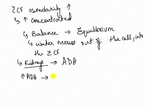 if-ecf-extracellular-fluid-osmolarity-increased-a-adh-output-would-decline-b-hypothalamic-osmoreceptors-would-remain-unaffected-c-urine-osmolarity-would-decrease-d-urine-ph-would-increase-e-94832