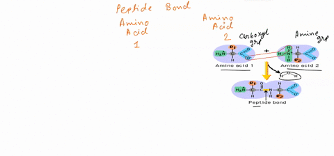question-12-1-point-when-the-peptide-bond-is-created-between-amino-acid-and-amino-acid-2-the-amino-group-of-amino-acid-is-joined-to-the-carboxyl-group-of-amino-acid-the-carboxyl-group-of-ami-37173