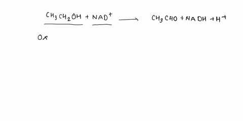 exhibit-a-consider-the-reaction-of-alcohol-dehydrogenase-chchzoh-nad-chzcho-nadh-ht-referring-to-exhibit-a-which-molecule-is-reduced-nadh-acetaldehvde-ethanol-nad-47717