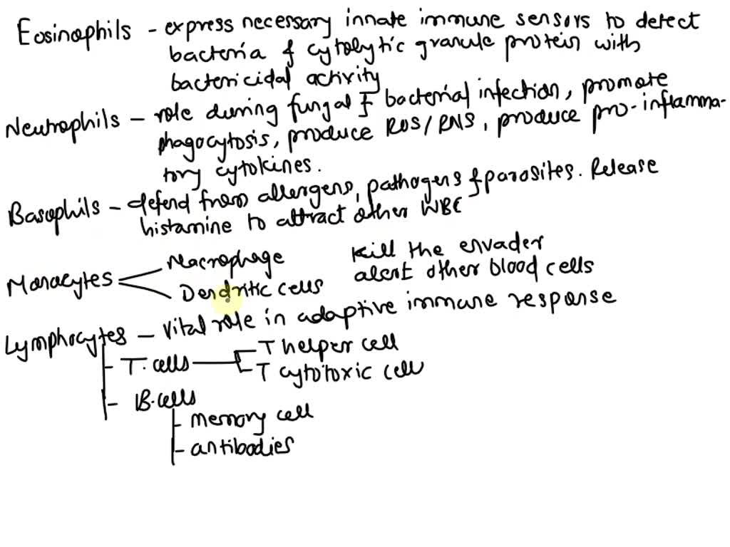 SOLVED: describe the function of different types of white blood cells ...