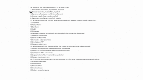 56-which-list-is-in-the-correct-order-of-decreasing-size-a-muscle-fibre-sarcomere-myofilament-myofibril-b-muscle-fasciculus-muscle-fibre-myofibril-c-sarcomere-fasciculus-myofibril-myofilament-d-muscle
