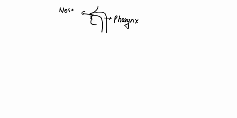 aucsuun-29-36-refer-thc-figure-below-29-what-does-larynx-represent-on-the-diagram-lungs-lracnci-pharynx-mouth-30-what-does-b-represent-on-the-diagram-trachea-pharynx-bronchi-larynx-ungs-what-21329