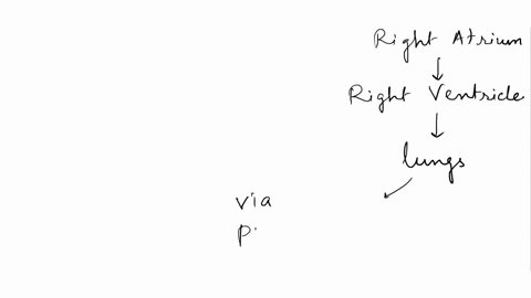 2-if-a-molecule-of-co2-released-inlo-the-blood-in-your-left-toe-is-exhaled-removed-tromn-your-nose_-it-must-pass-through-all-of-tlie-following-except-a-the-pulmonary-vein-b-the-trachea-c-the-17058