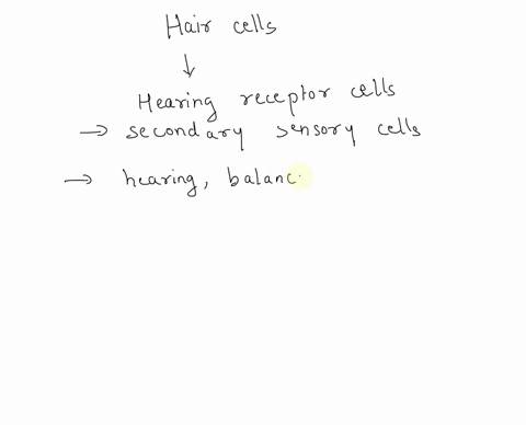which-of-the-following-best-describes-hearing-receptor-hair-cells-a-they-are-neurons-b-they-lack-ion-channels-c-they-are-epithelial-but-function-like-neurons-d-they-are-built-of-the-protein-19589