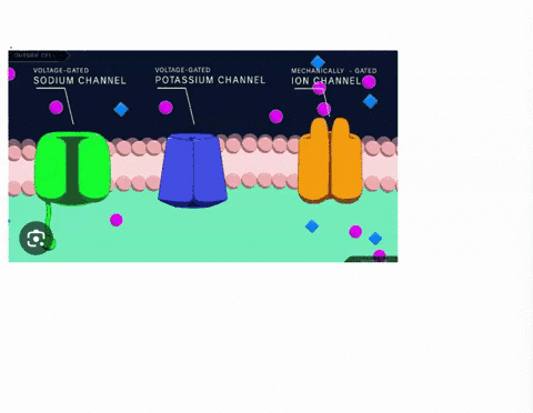 when-neuron-is-stimulated-sufficiently-t0-cause-an-action-potential-which-of-the-following-events-occurs-fusl-in-the-axon-ifyou-are-uncertain-of-the-answer-revisit-the-lecture-video-or-refer-10701
