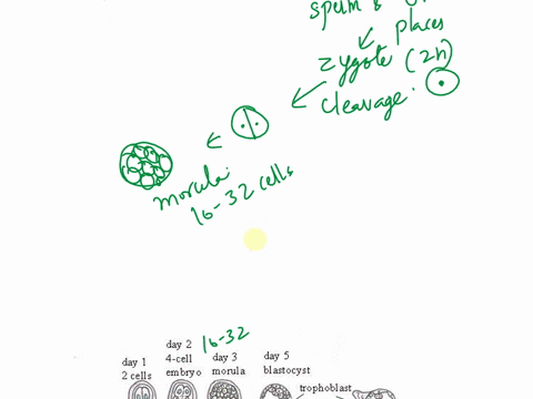 trace-the-development-of-zygote-upto-its-implantation-in-the-uterus-99082