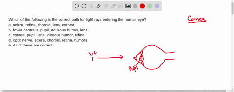 which-of-the-following-is-the-correct-path-for-light-rays-entering-the-human-eye-a-sclera-retina-c-2-92441