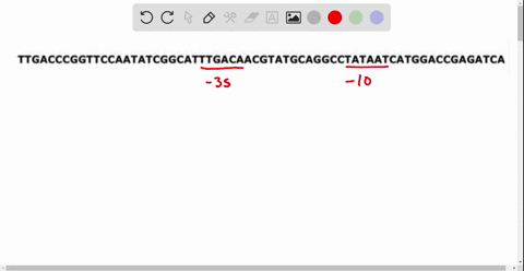 the-following-dna-sequence-is-found-upstream-of-a-gene-identify-each-of-the-following-components-ttgacccggttccaatatcggcatttgacaacgtatgcaggcctataatcatggaccgagatca-identify-the-promoter-by-cir-26864