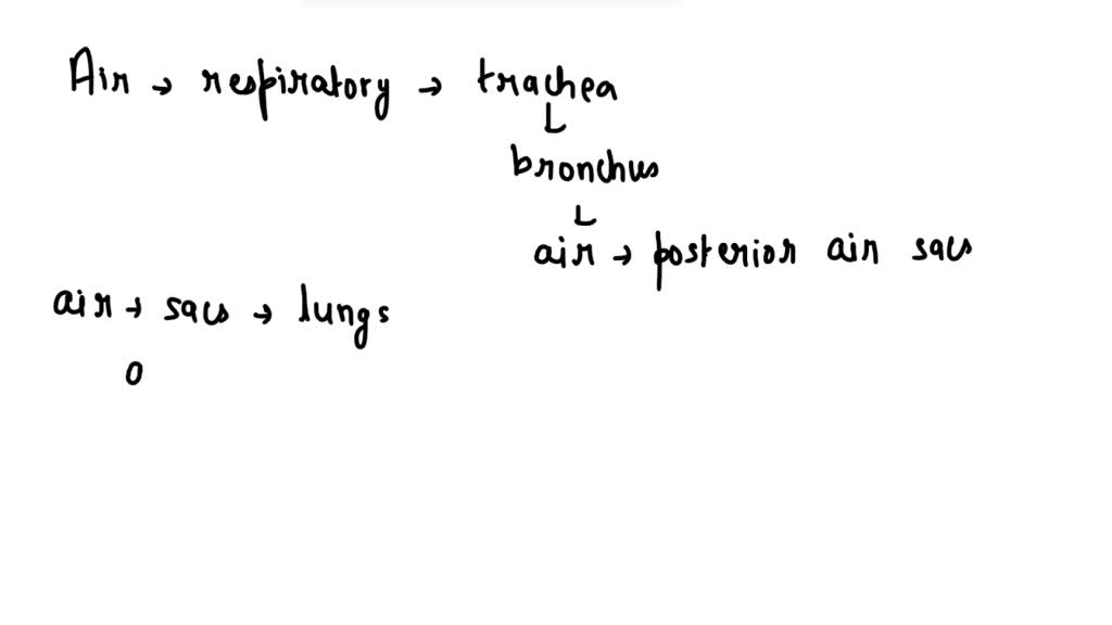 SOLVED Which sequence describes the order of structures through which air travels in the bird